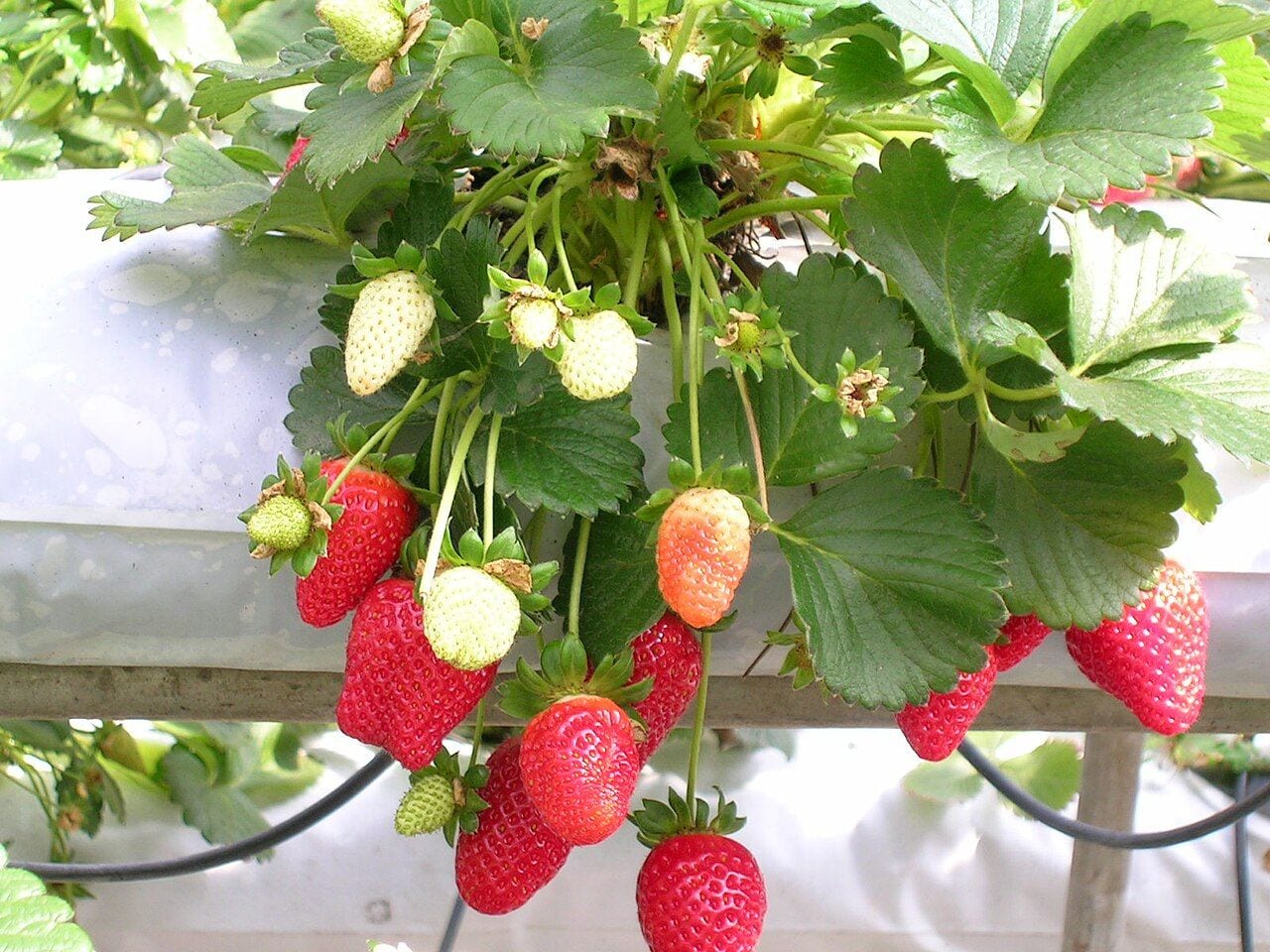 Strawberry plants with ripe and unripe berries in a garden bed