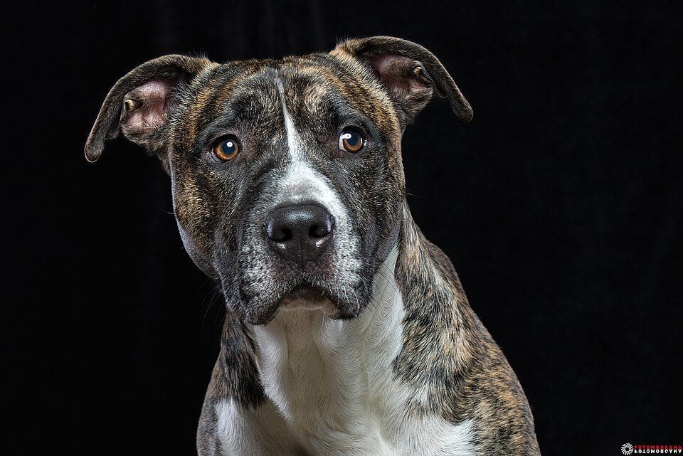 Portrait of a brindle Pit Bull Terrier on a dark background