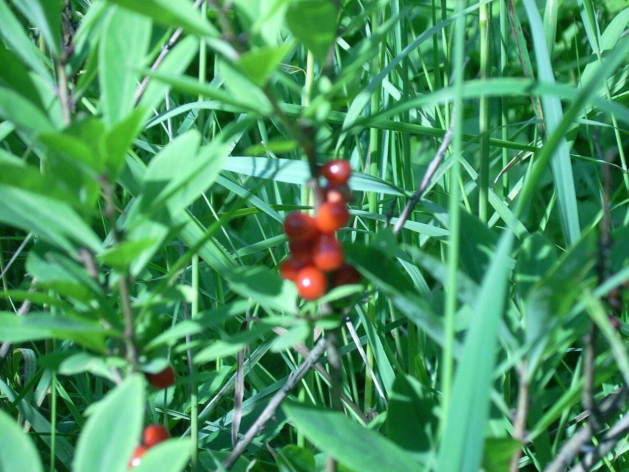 Bright red mezereon berries growing directly on the branch