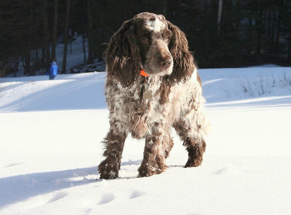 Blue roan Cocker Spaniel in the snow