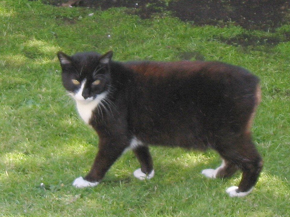 Black and white tailless Manx cat on grass