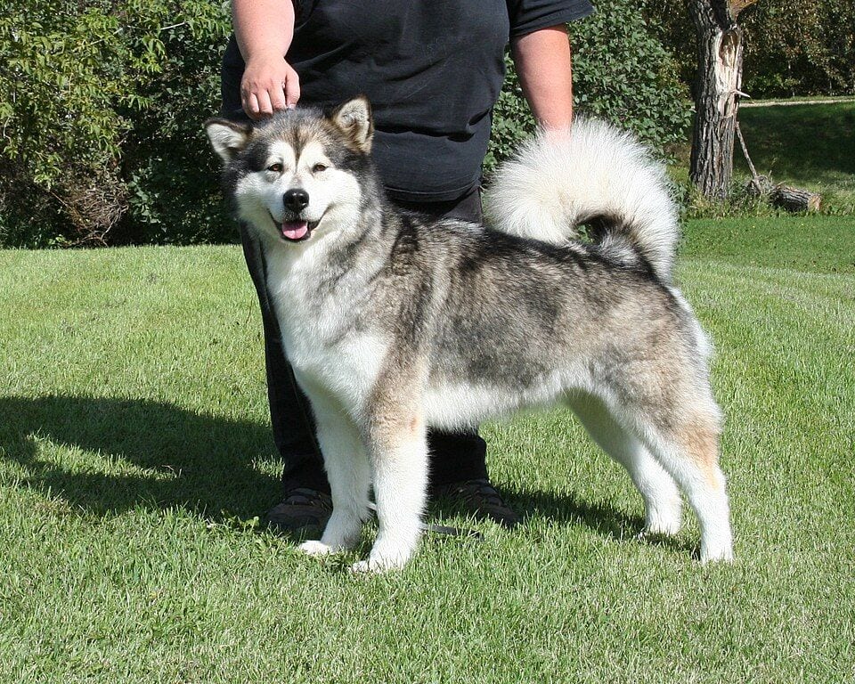 Alaskan Malamute standing at a dog show with a handler