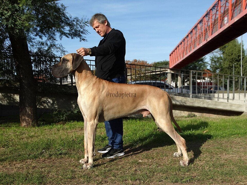 Fawn Great Dane standing next to its owner