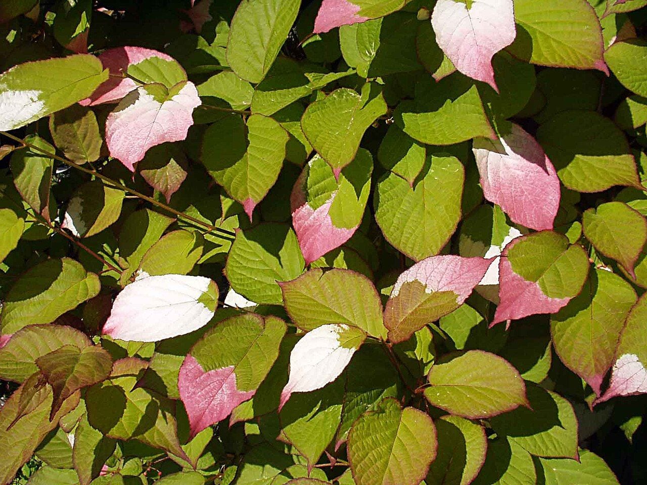 Variegated kiwi vine leaves with pink and white spots on a trellis