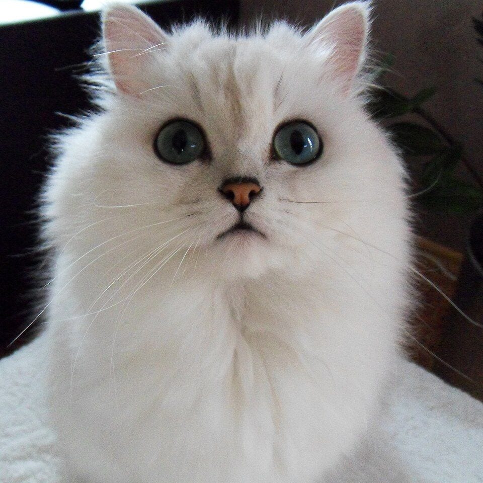 Silver Chinchilla Persian cat
