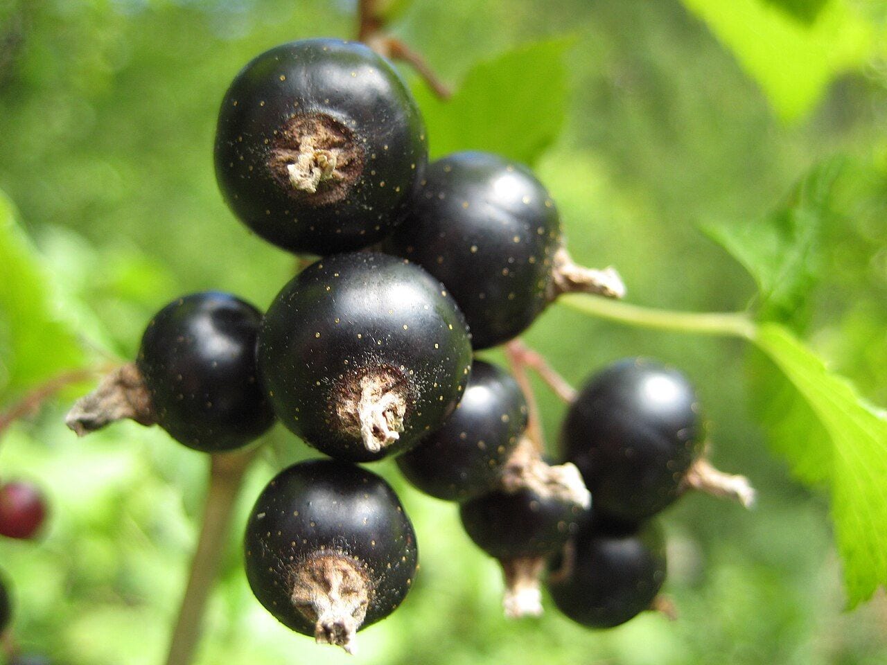 Close-up of a black currant cluster with glossy black berries