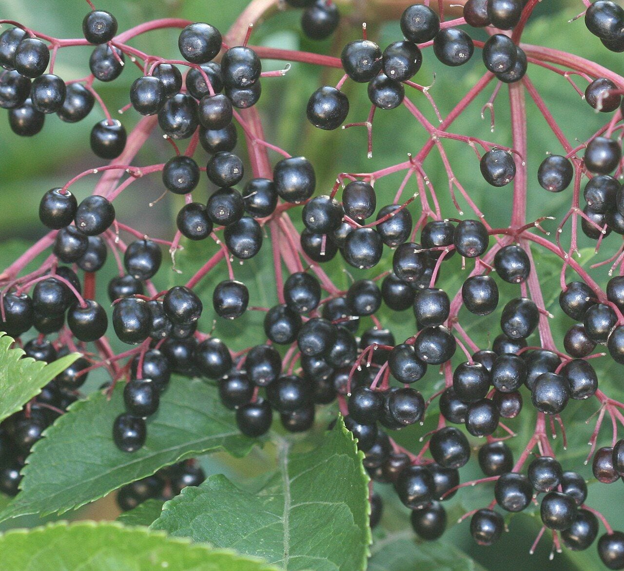 A cluster of black elderberries with glossy black berries on red stems
