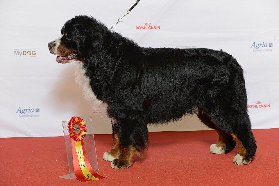 Bernese Mountain Dog at a dog show