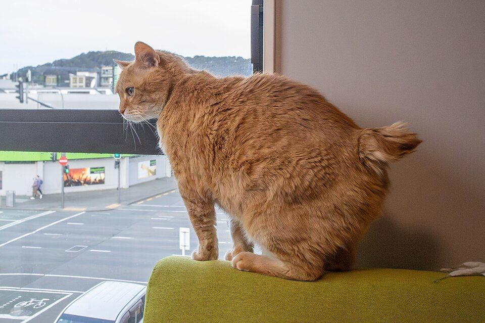 Orange stumpy-tailed Manx cat by a window