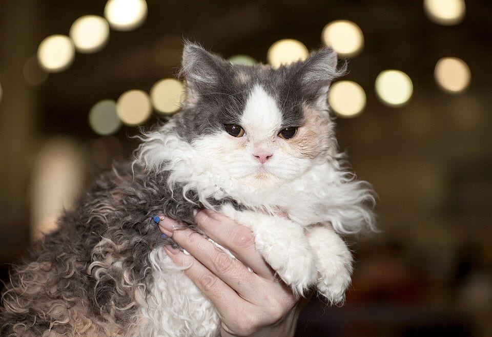 Longhair Selkirk Rex at a cat show