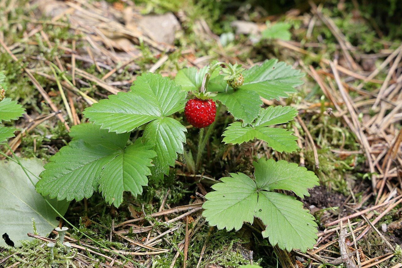 A wild strawberry plant with trifoliate leaves and a single red berry on a forest edge