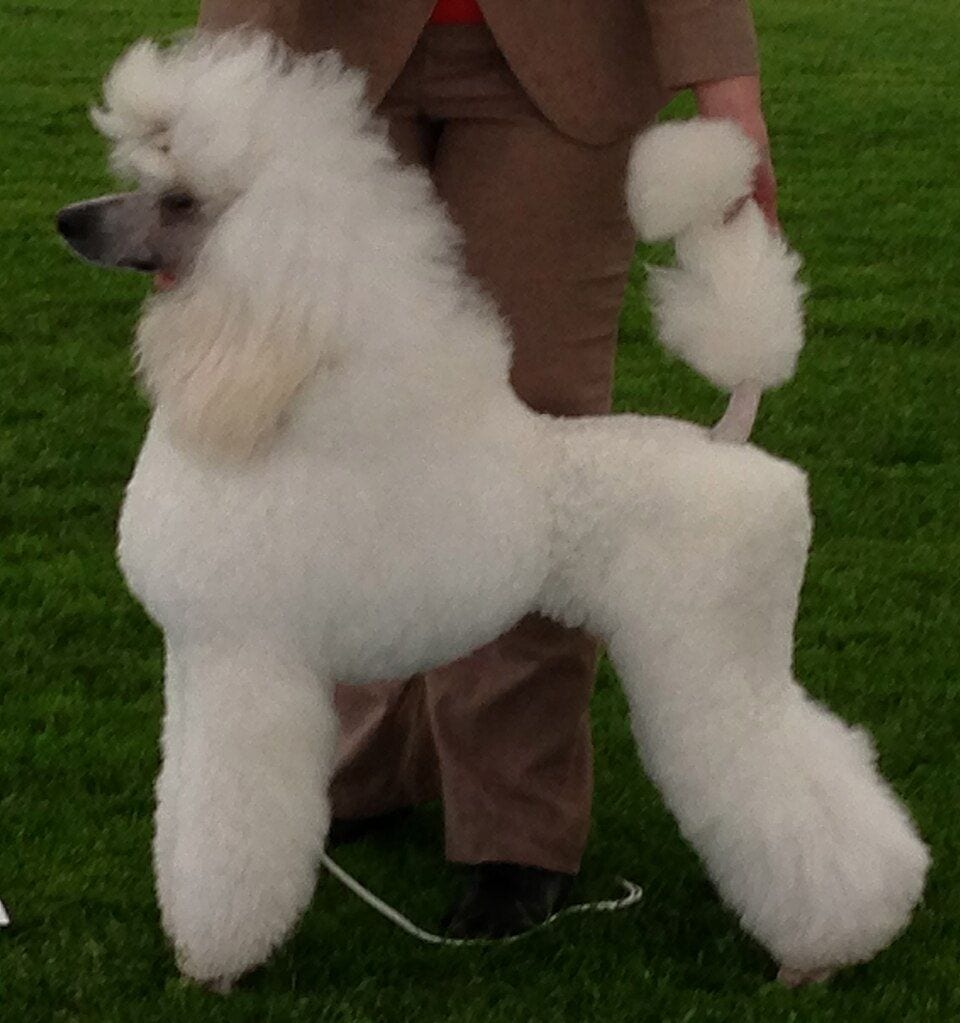 White Standard Poodle in a show clip