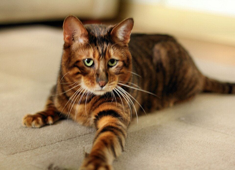 Male Toyger with tiger stripes