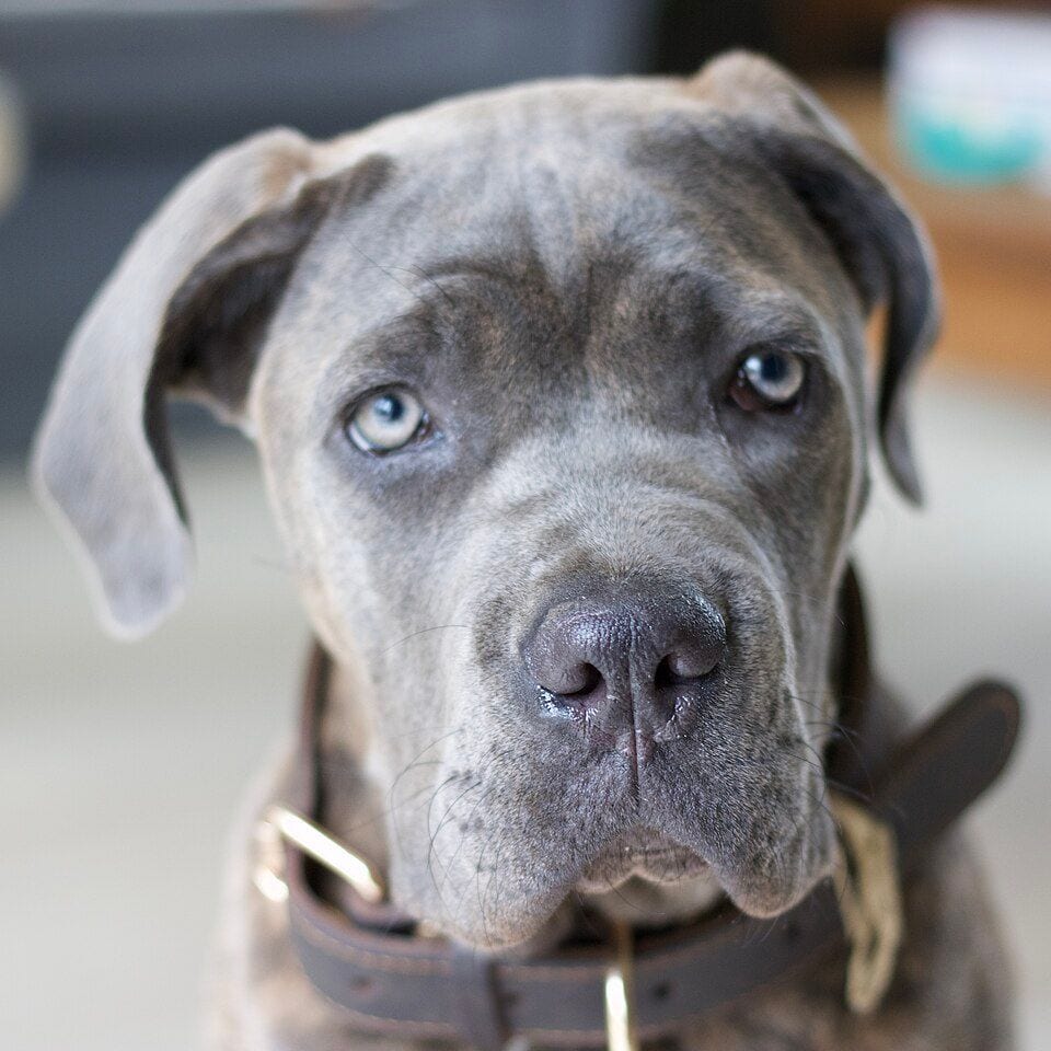 Head of a young gray Cane Corso with light eyes