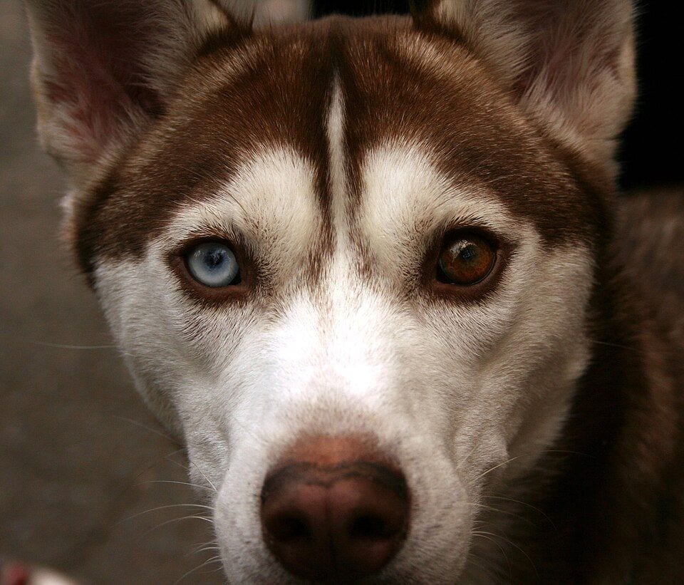 Husky head with heterochromatic eyes