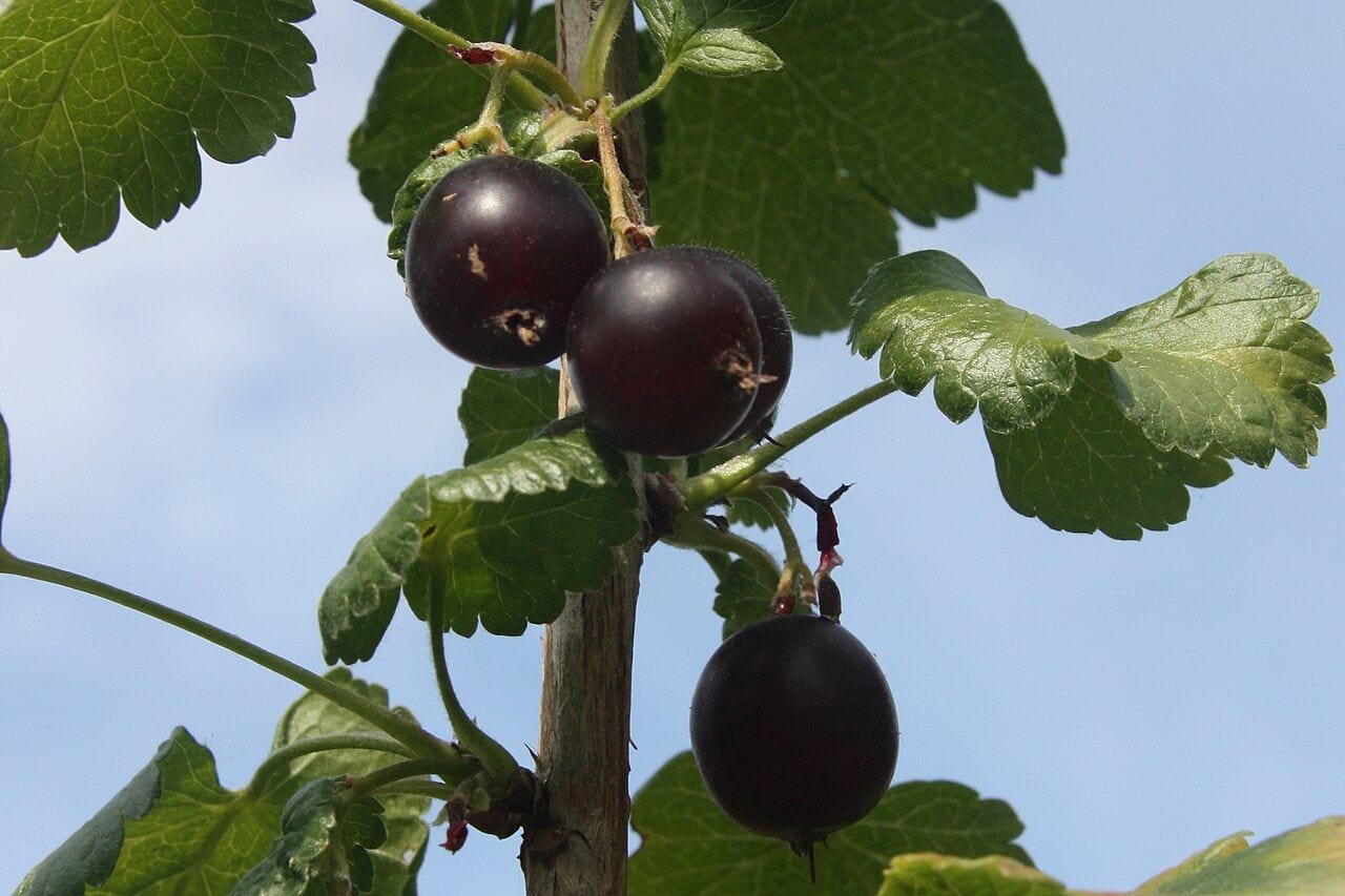 A small sprig of jostaberry with a cluster of dark purple ripe berries