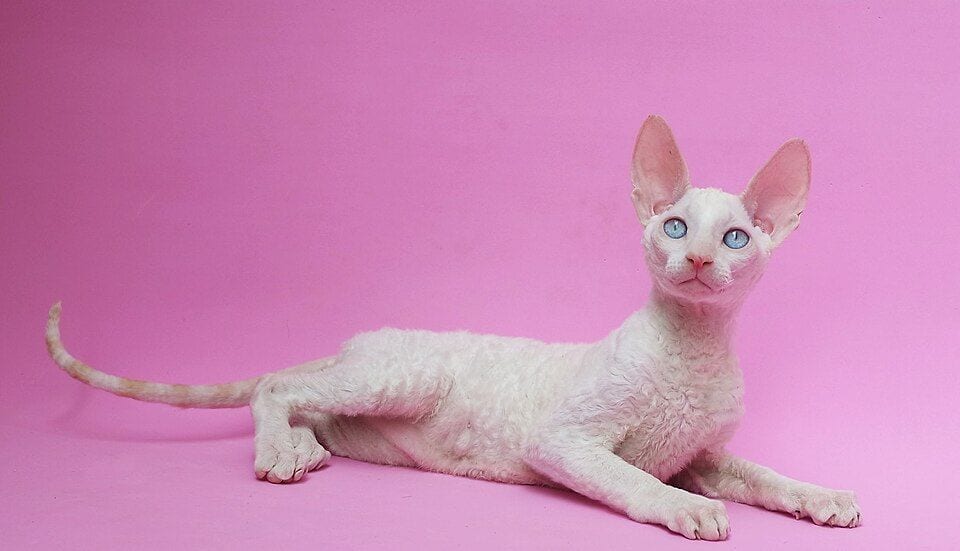 White Cornish Rex lying on a pink background with an arched back