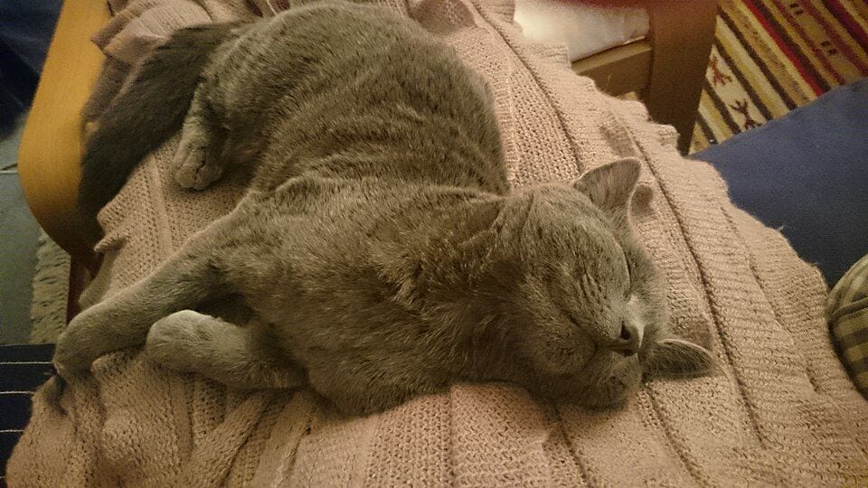 British Blue and Russian Blue cats sitting side by side