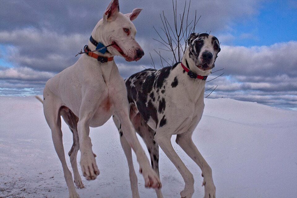 White and harlequin Great Danes in the snow