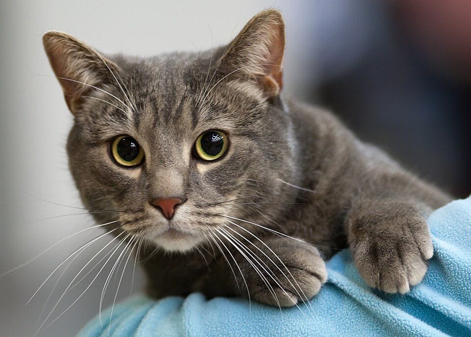 Grey tabby European Shorthair cat at a Turku show