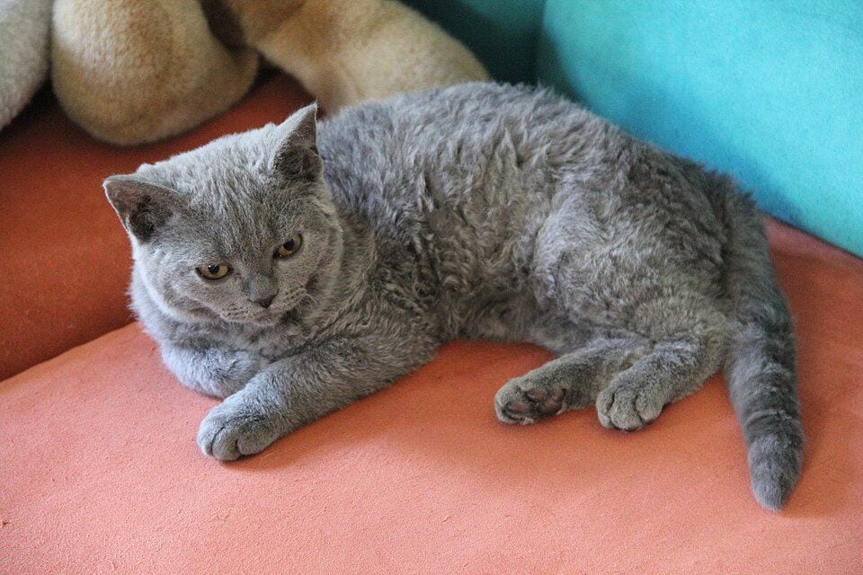 Young Selkirk Rex
