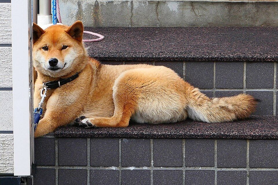 Shiba Inu lying on stairs