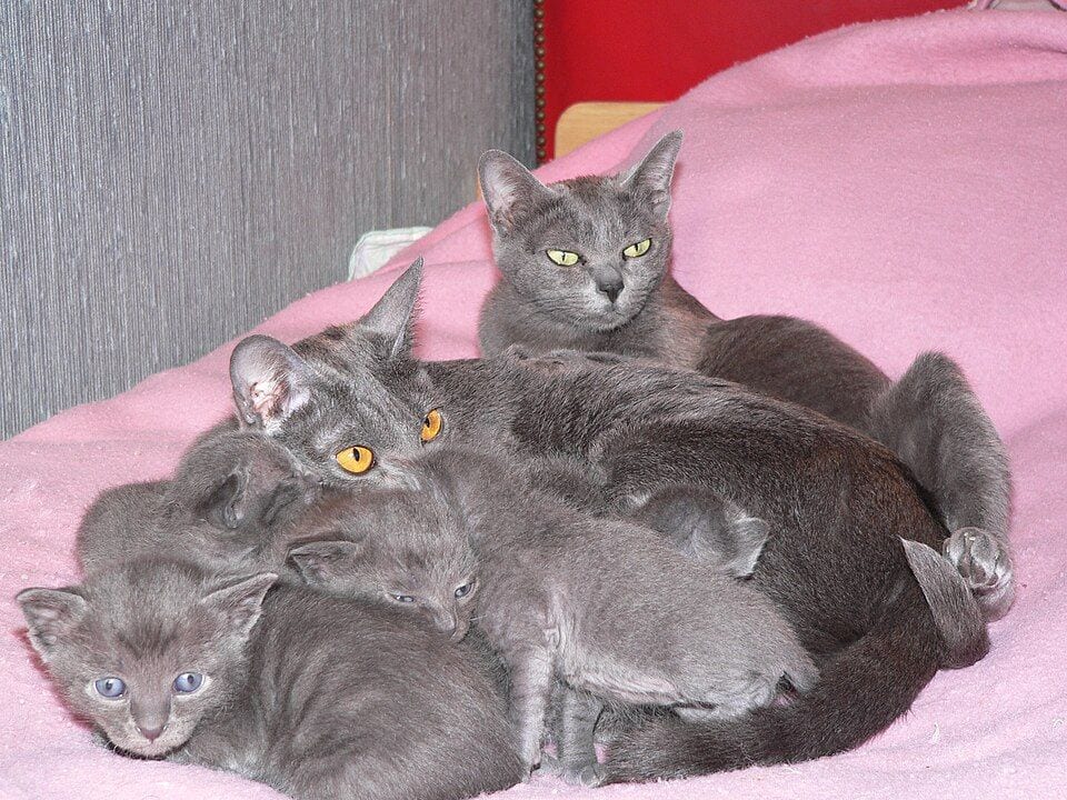 Korat family with kittens