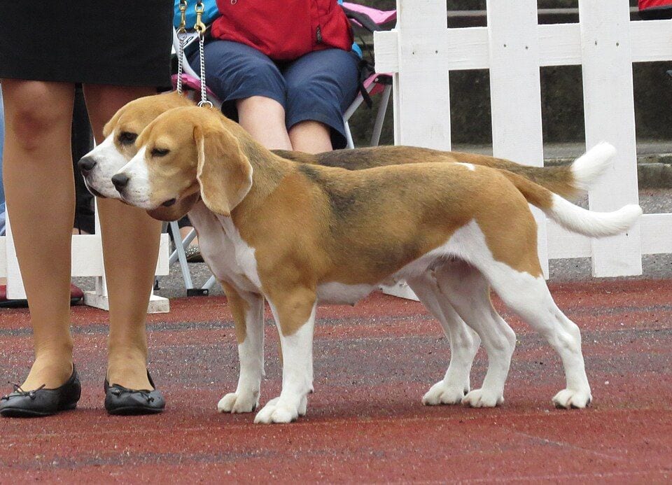 Two Beagles at a dog show