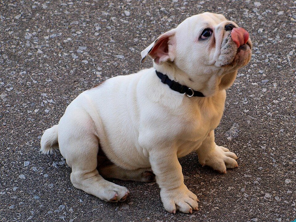 A white English Bulldog sitting on asphalt