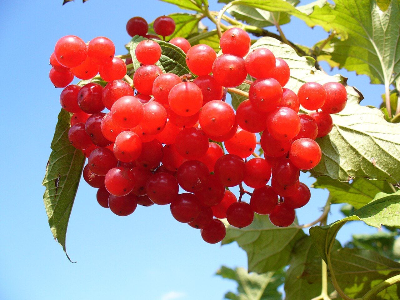 A cluster of bright red, translucent guelder rose berries among leaves