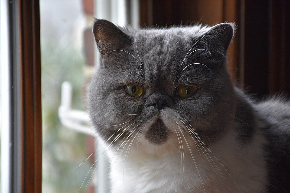 Three-year-old Exotic Shorthair male