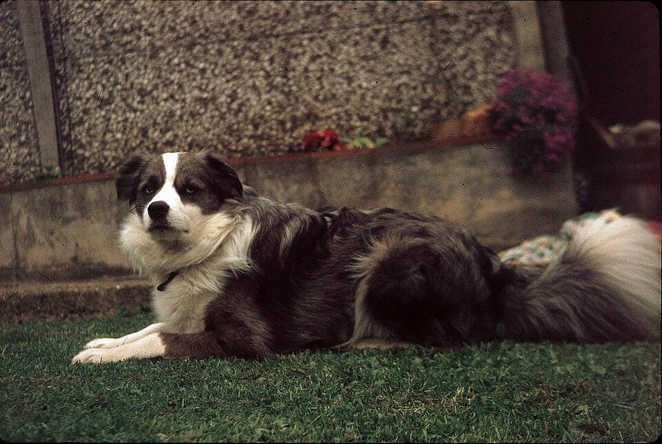 Blue merle Border Collie lying by a fence