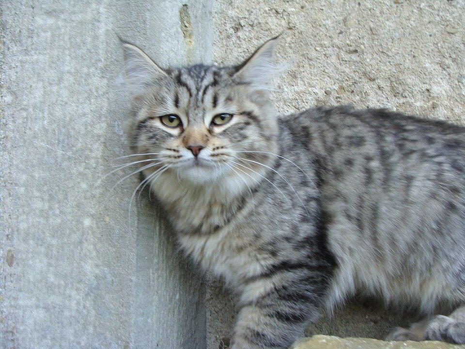 Three-month-old longhaired female Pixie-bob