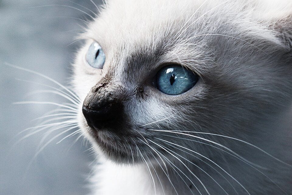 Balinese cat with dark points and blue eyes