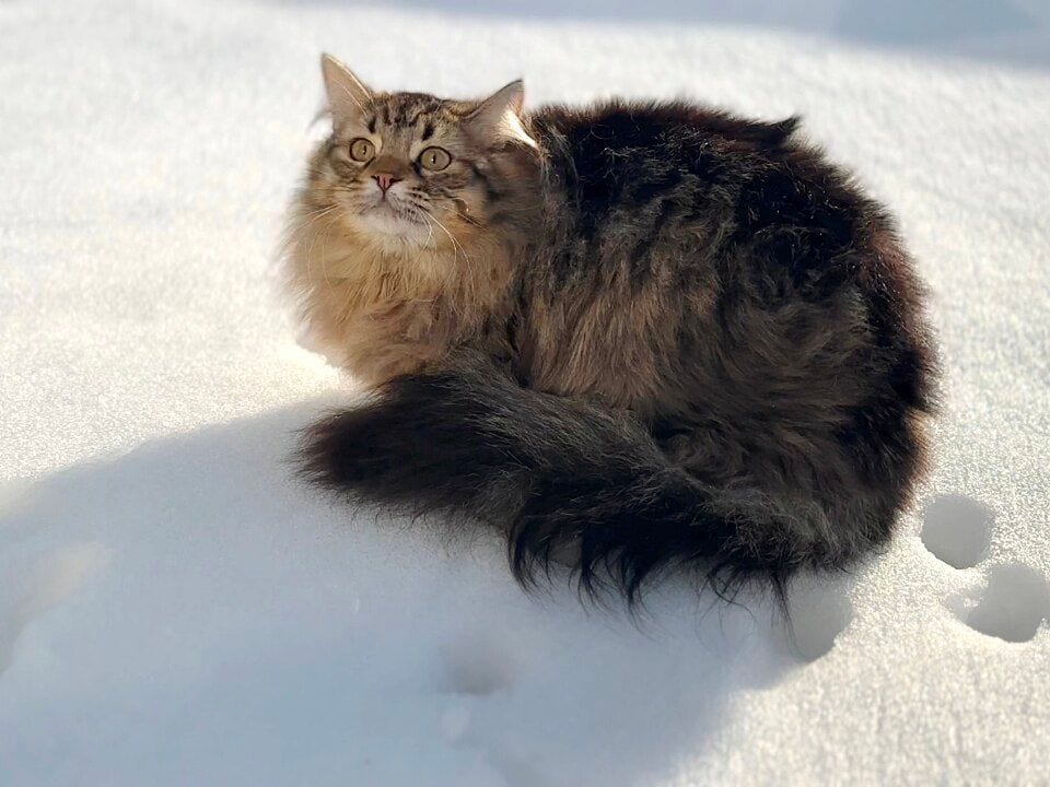 One-year-old Siberian cat with a dense triple coat