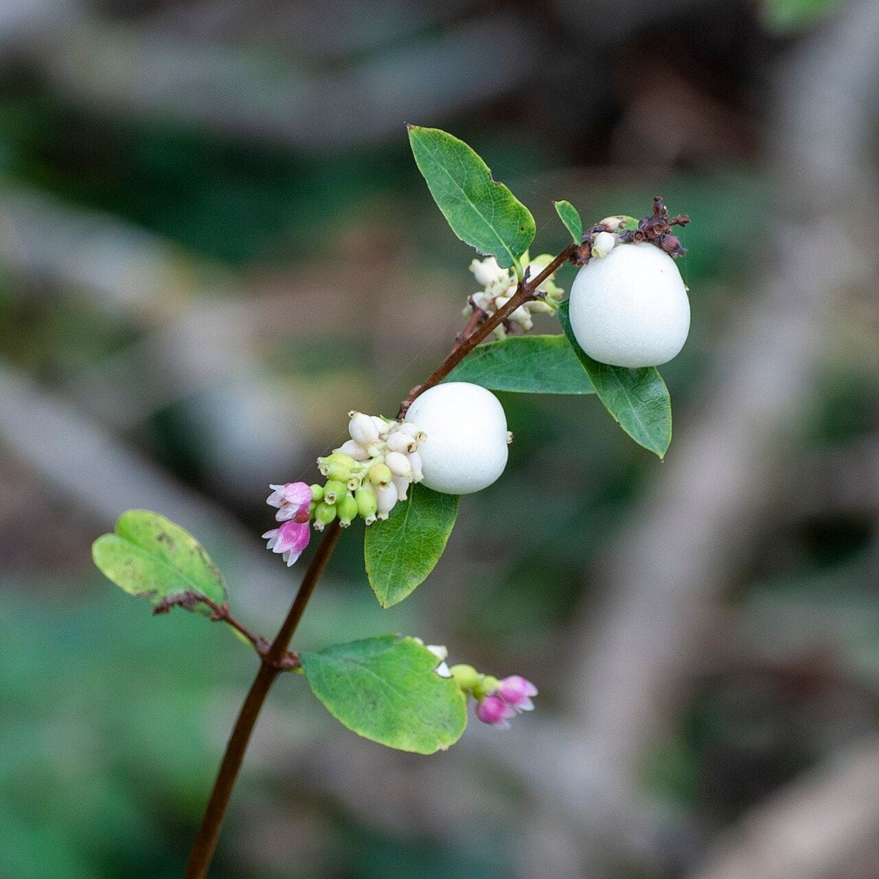 Snowberry branch with snow-white berries and buds