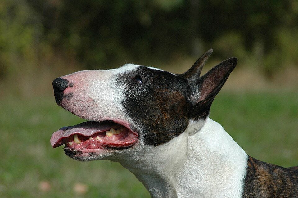 Black and white Bull Terrier in profile