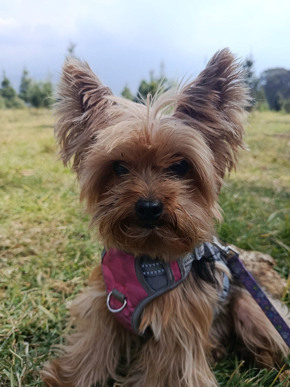Yorkshire Terrier on a leash in the grass