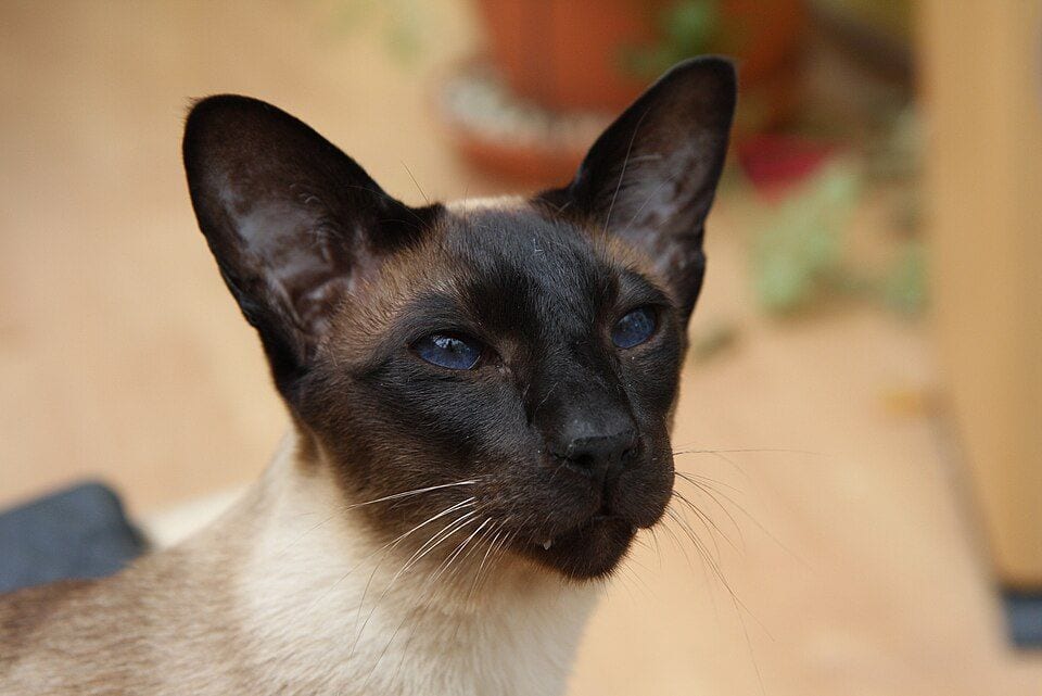 Seal point Siamese with a wedge-shaped head and blue eyes