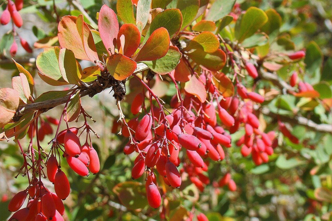 A barberry branch with abundant red berries and leaves turning pinkish in autumn