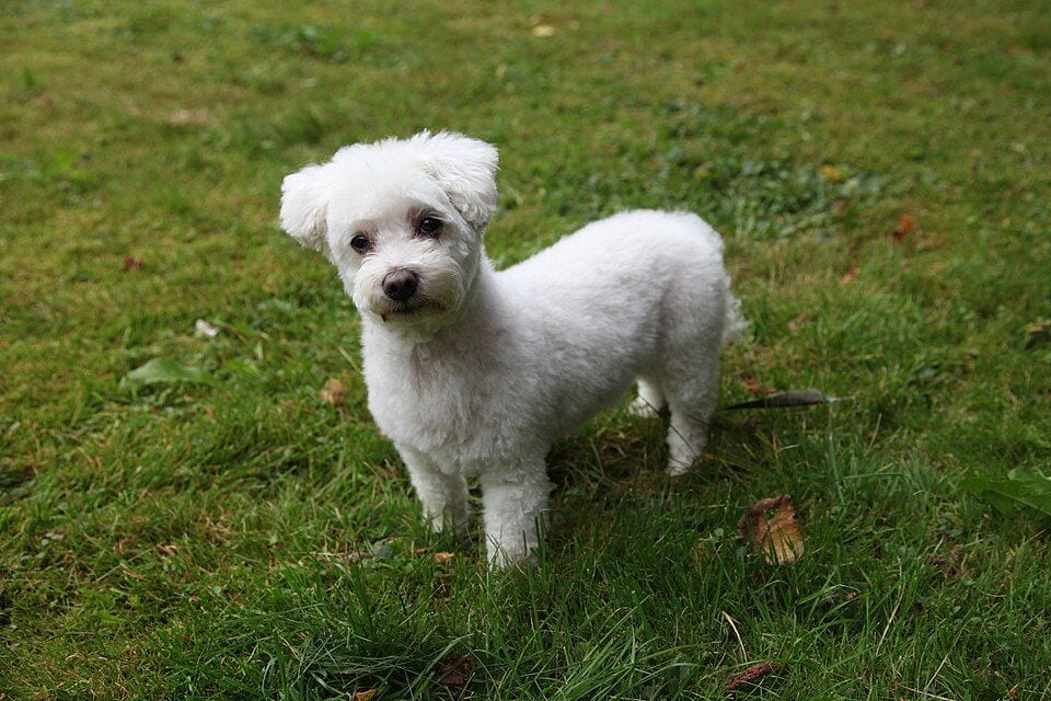 Short-clipped Maltese standing in grass