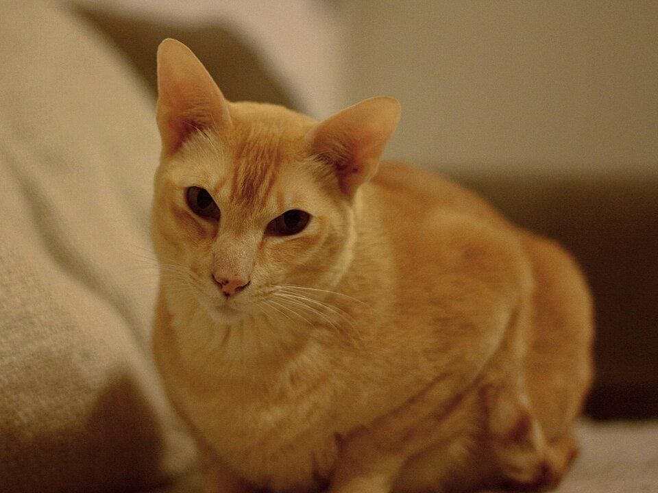 Red mink Tonkinese cat