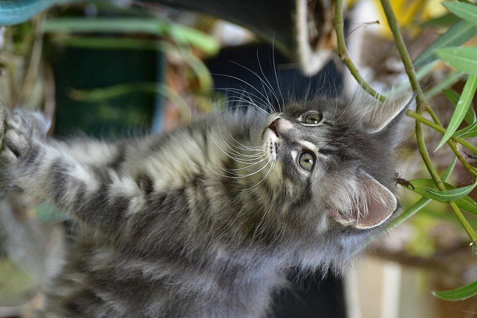 Norwegian Forest Cat sitting