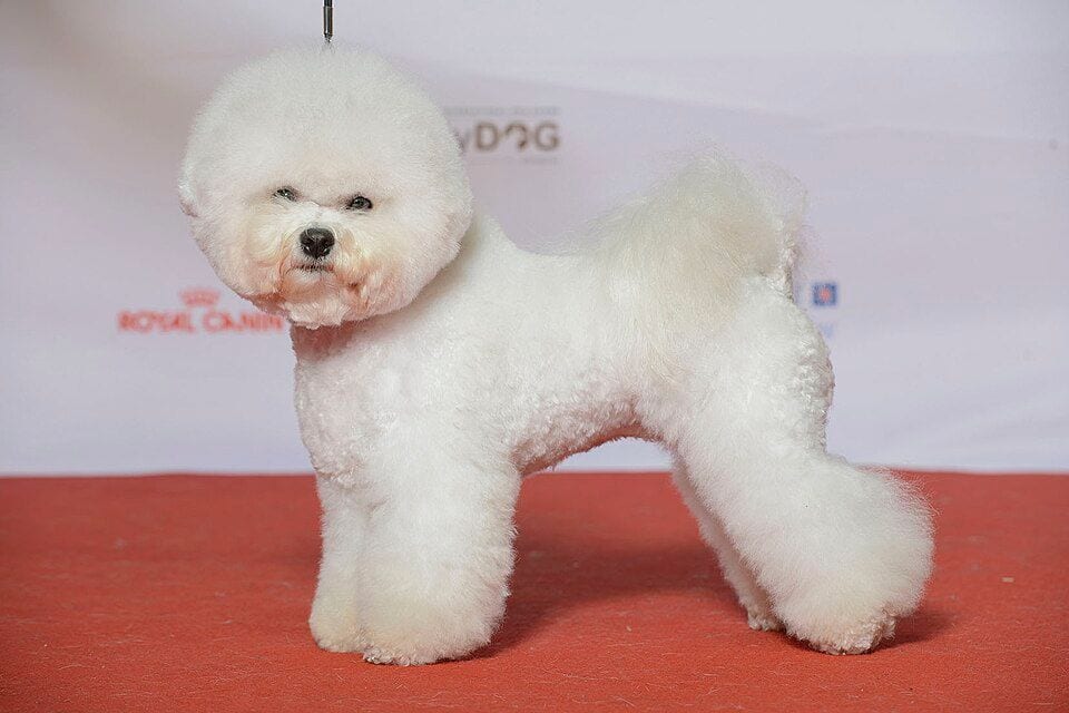 Bichon Frise standing in profile at a dog show