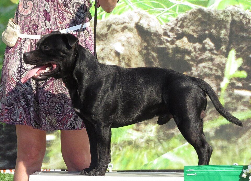 Black Staffordshire Bull Terrier at a dog show