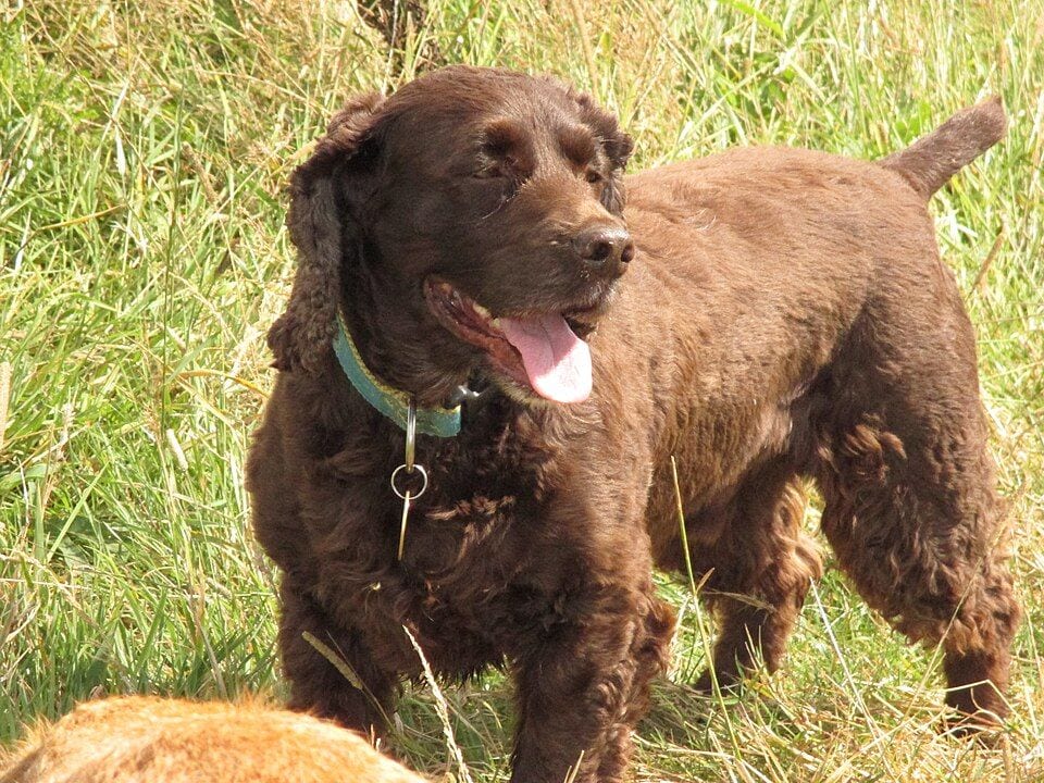 Chocolate Cocker Spaniel standing in grass