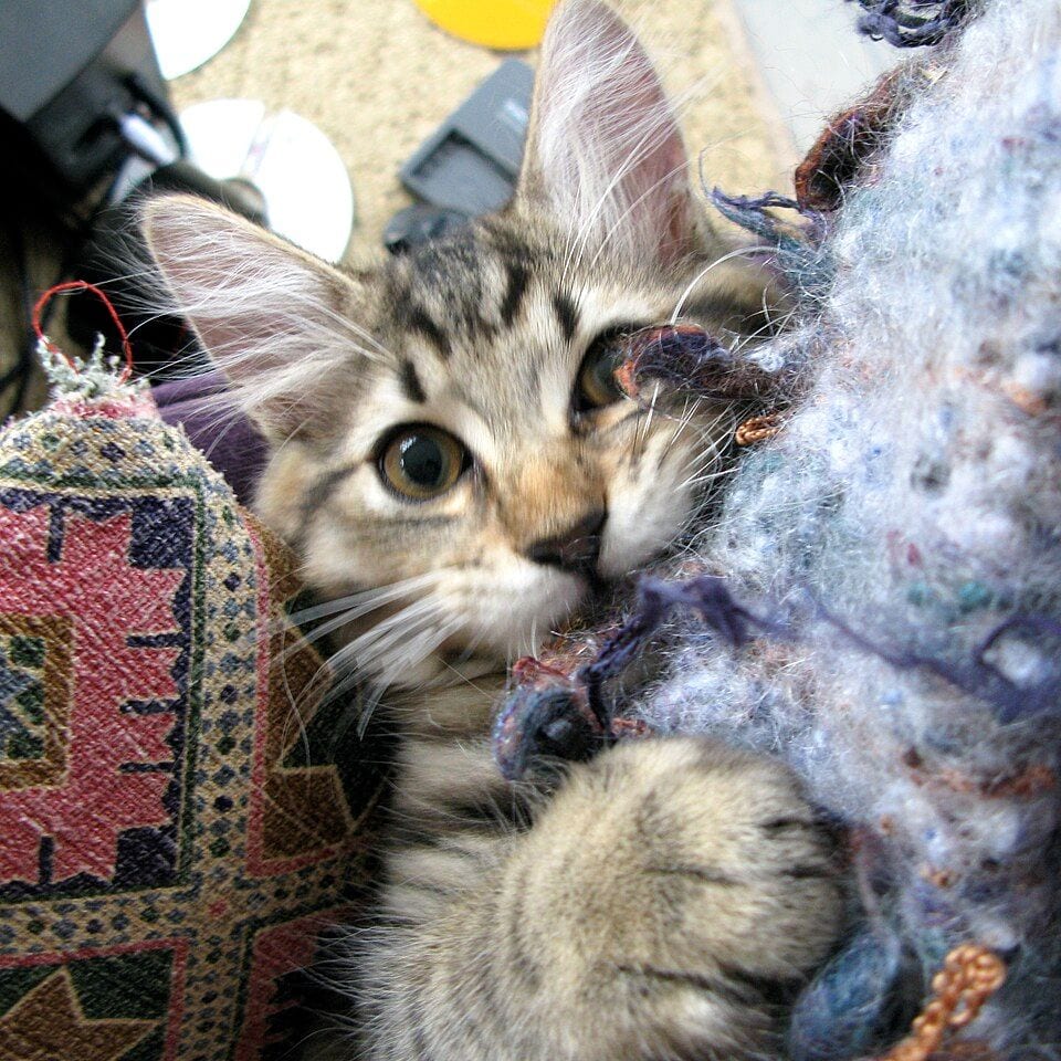 Tabby American Bobtail kitten