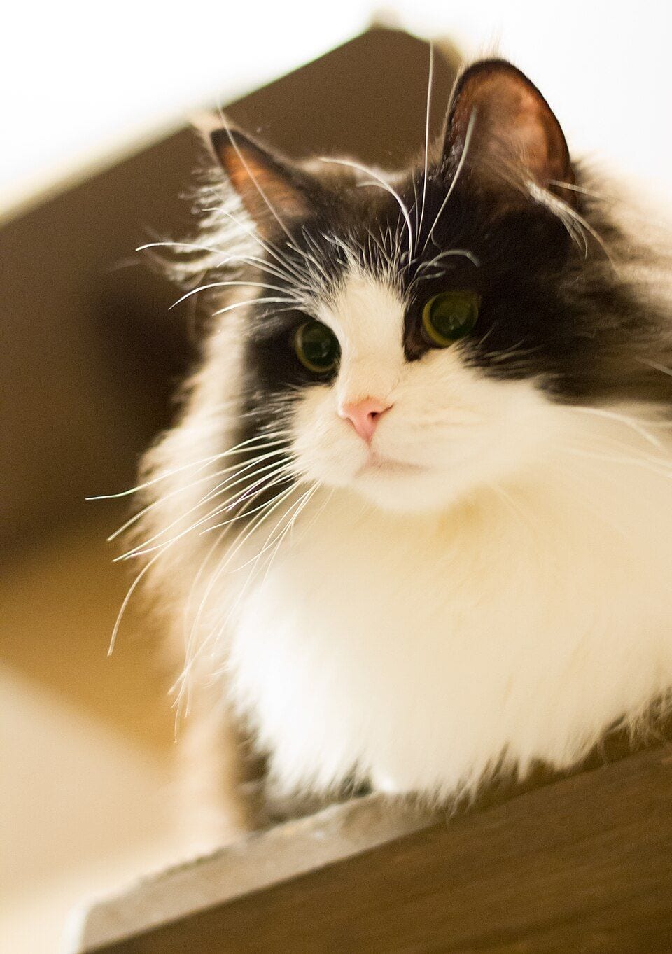 Black and white Ragamuffin sitting on a shelf