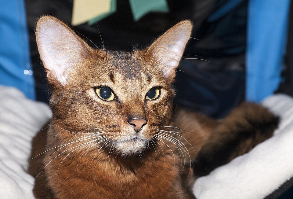 Somali cat at a cat show
