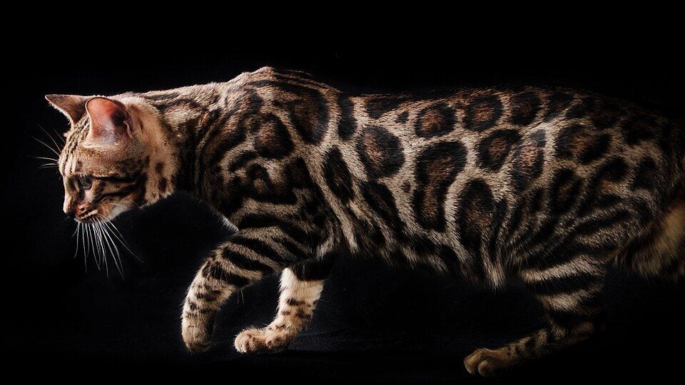 Bengal cat with bright rosettes walking on a dark background